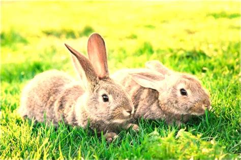 1975年属兔人2022年运势及运程 75年出生47岁属兔男女2022全年每月运势-生肖-属兔-916M周公解梦网
