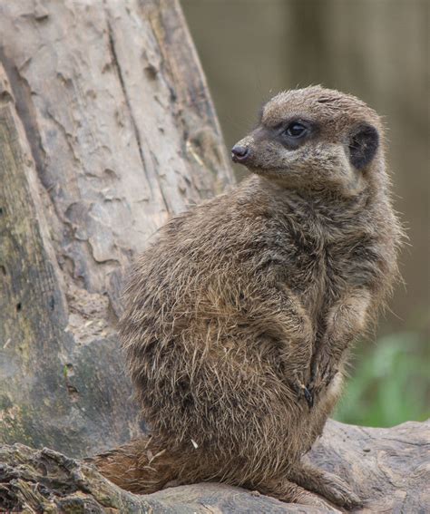 Image result for Raspberry Pi Suricate Tutorials