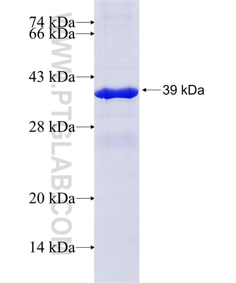 PPID Fusion Protein Ag4371 | Proteintech