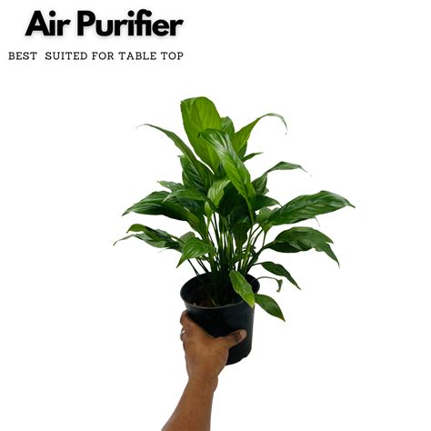Peace Lily (Spathiphyllum) Flowering/Ornamental Live Plant In Pot (Hom ...