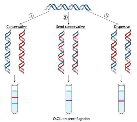Conservative DNA Replication 的图像结果