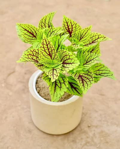 Rajdhani Nursery - Best Plant Nursery Online in Delhi