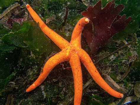 Sea Stars—Starfish—PNW Ocean Life—Species Identification — Edmonds ...