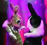 Image result for Spring Bunnies Pics