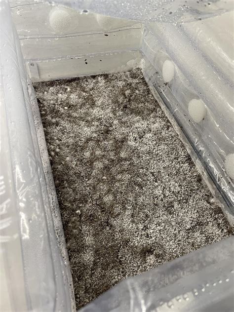 Initiated FC for my APEs 48 hours ago. Cranked the heater to maintain ...