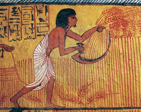 Ancient Egyptian Farming Wheat