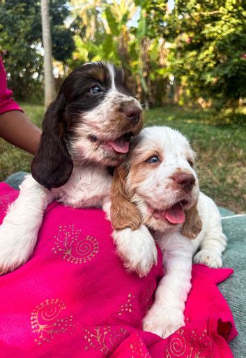 Cocker Spaniel I Puppies for sale to all India