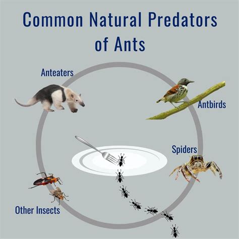 Predators That Eat Wasps: A Natural Way To Control Them