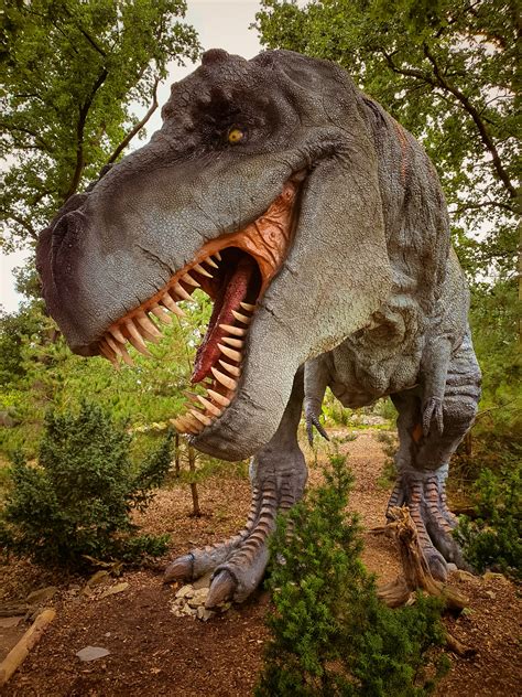 Tyrannosaurus Rex Free Stock Photo - Public Domain Pictures