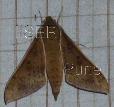 Ramana Athreya @ IISER-Pune : Sphingid Species Notes