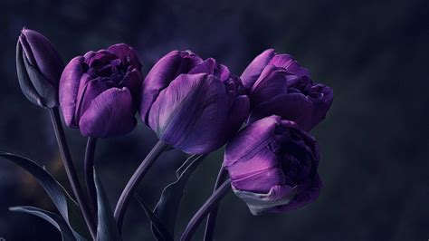 Dark Purple Flowers Background