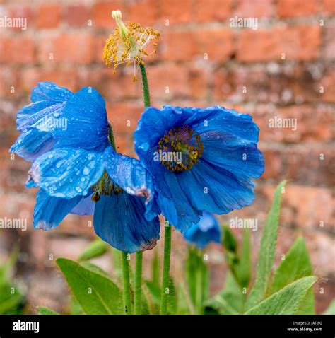 Blue Poppy Flowers at Adam Hebert blog