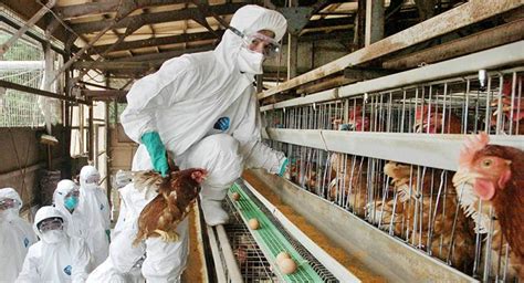 媒体：日本再次爆发一起禽流感疫情 - 俄罗斯卫星通讯社