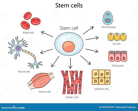 Stem Cell Structure Diagram Medical Science Stock Vector - Illustration ...