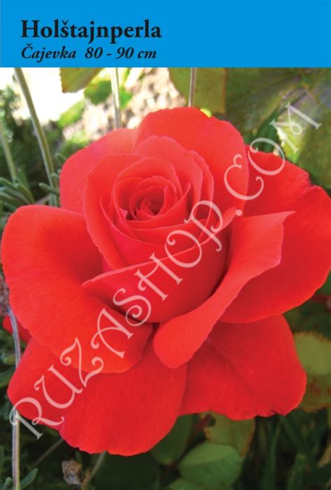 Ruza Shop