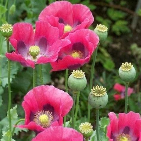 Pepperbox Poppy Seeds Large Pink & Purple Culinary Grade Blooms ...