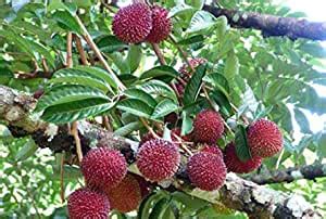 Creative Farmer Live Fruit Plant Pulasan - (Very Sweet and Juicy ...