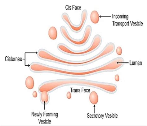 Class 11 Biology Explain "Zone of Exclusion" in the Cell Cycle. Will ...