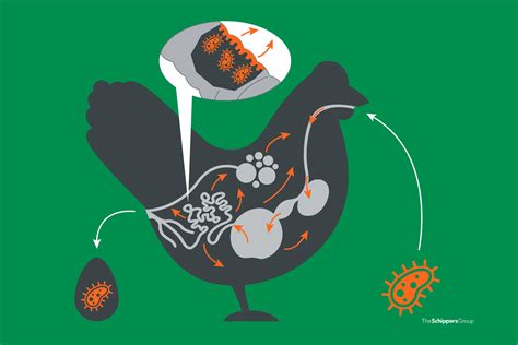 E. coli bij kippen voorkomen | 5 stappen tegen colibacillose