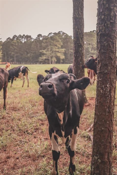 Pin by Marie Mayhue on COWS | Cattle, Cute animals, Farm animals
