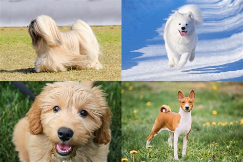 Top 29 Hypoallergenic Dog Breeds for People with Allergies - Newsweek