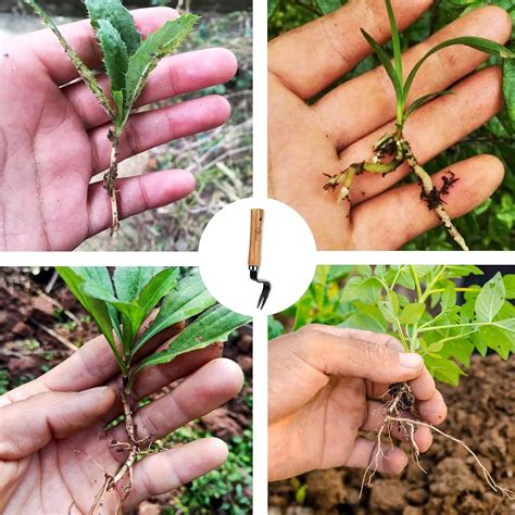 Amble Small Weeder Hand Puller Tool for Garden India | Ubuy