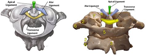 Cervical Spine Anatomy - Spine - Orthobullets