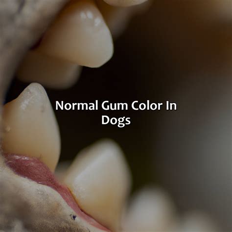 What Color Should My Dogs Gums Be - colorscombo.com