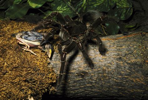 10 Biggest Spiders in the World