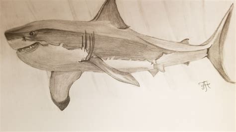 Realistic Shark Drawing