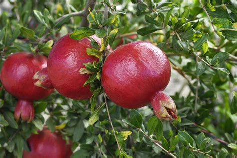 Pomegranate Tree Growing Tips 的图像结果