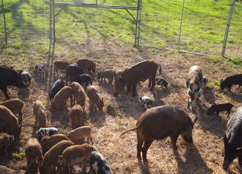 Hog Trap Shooting 的图像结果