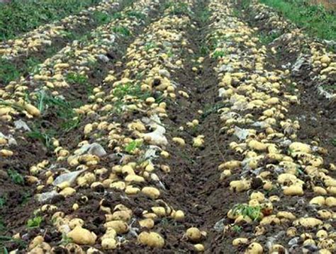 在农村秋天种土豆，专家说一定要整块种，有些农民嫌费钱