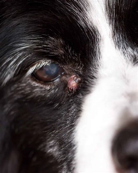 24 Pictures of Dog Tumors, Cancer Lumps, Cysts & Warts