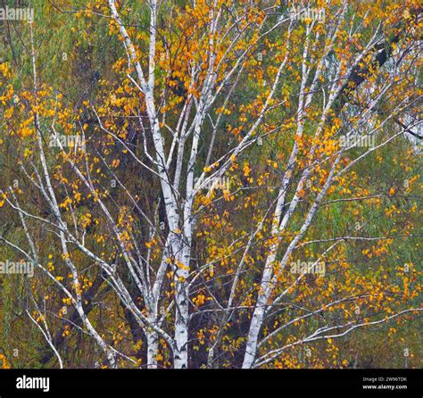 A beautiful of birch tree with stunning Full Colors photographed in for ...
