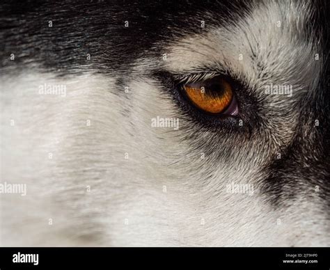 A closeup of a brown eye of Siberian husky Stock Photo - Alamy