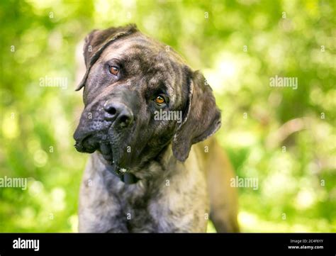 Cane Corso Mastiff 的图像结果