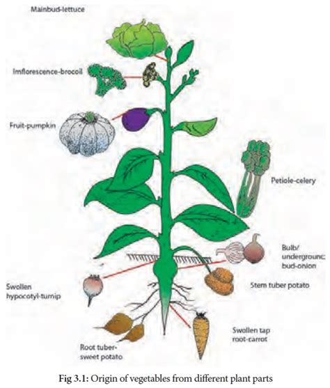 Vegetables Classification 的图像结果