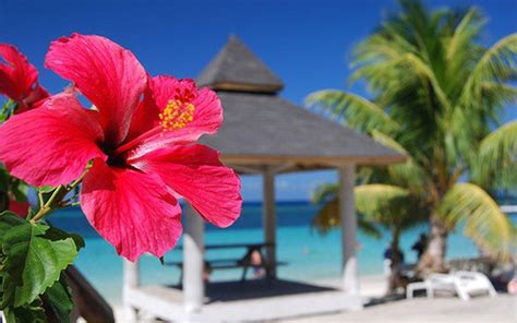 Hibiscus Wallpapers - Wallpaper Cave