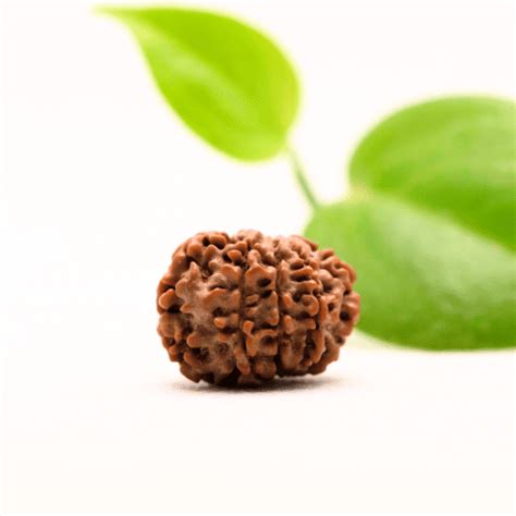 8 Mukhi Nepali Rudraksha - Regular – Adiyogi Rudraksh & Adiyogi Gemstones