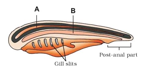 The typical body plan of a chordate is given in the following diagram ...