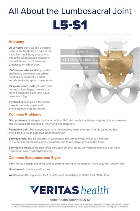 Anatomy of Lumbosacral Joint L5-S1 Infographic