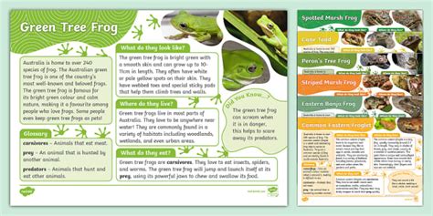Australian Frogs Fact Files (teacher made) - Twinkl