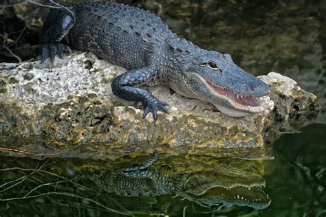 What do Alligators Eat? From Insects to Predators: Understanding Alligator Diets