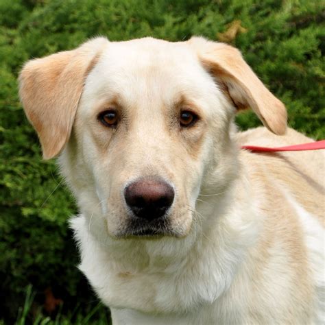 Ist der Golden Retriever ein Labrador?