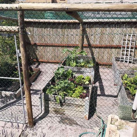 बंदरों से अपने गार्डन को बचाने के आसान देसी हैक्स | how to protect ...