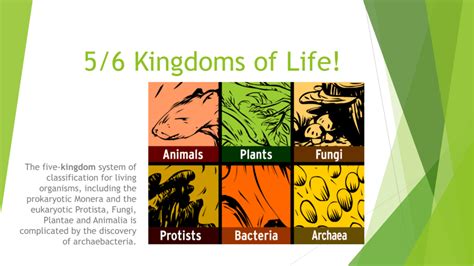 Image result for Five Kingdoms of Life Examples