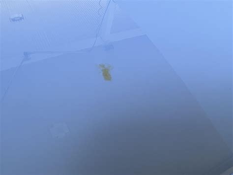 Image result for How to Remove Bird Poop