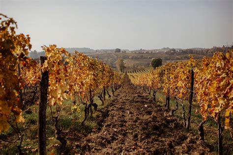 Piedmont with the Sarah Sutel Looper