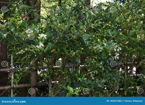 Ligustrum Japonicum Japanese Privet Stock Photo - Image of background ...